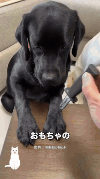 댕댕이 놀리는 맛에 사는 주인