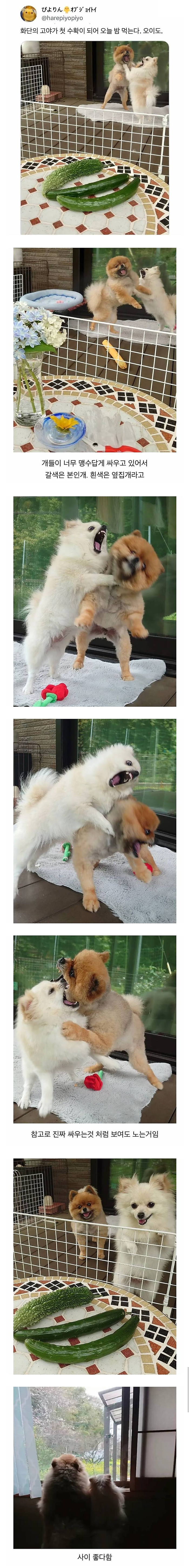 오이 사진을 올렸는데 강아지가 화제된 트윗..